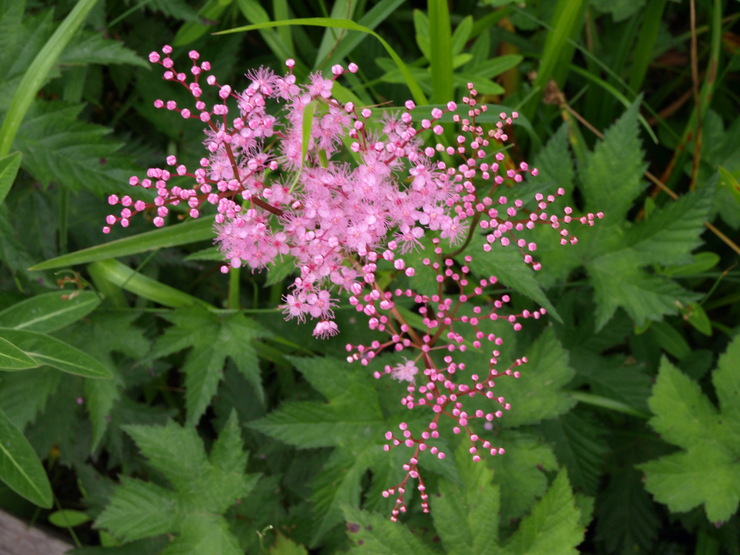 北アルプスのお花畑より_e0122680_1755996.jpg