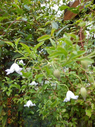 b0096584_843123.jpg