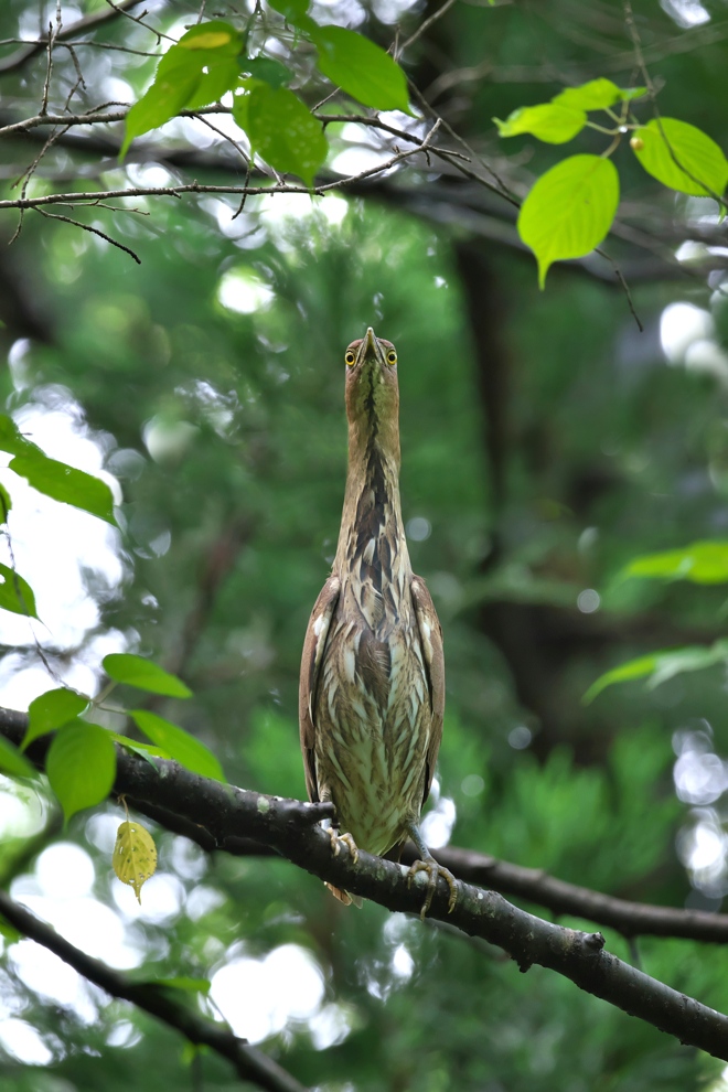 サンコウチョウ　２０１５　その３　_e0261593_2114964.jpg