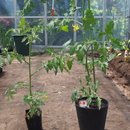 トマトの植え付け完了_a0292194_1022028.jpg
