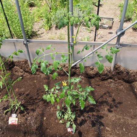 トマトの植え付け完了_a0292194_1073629.jpg
