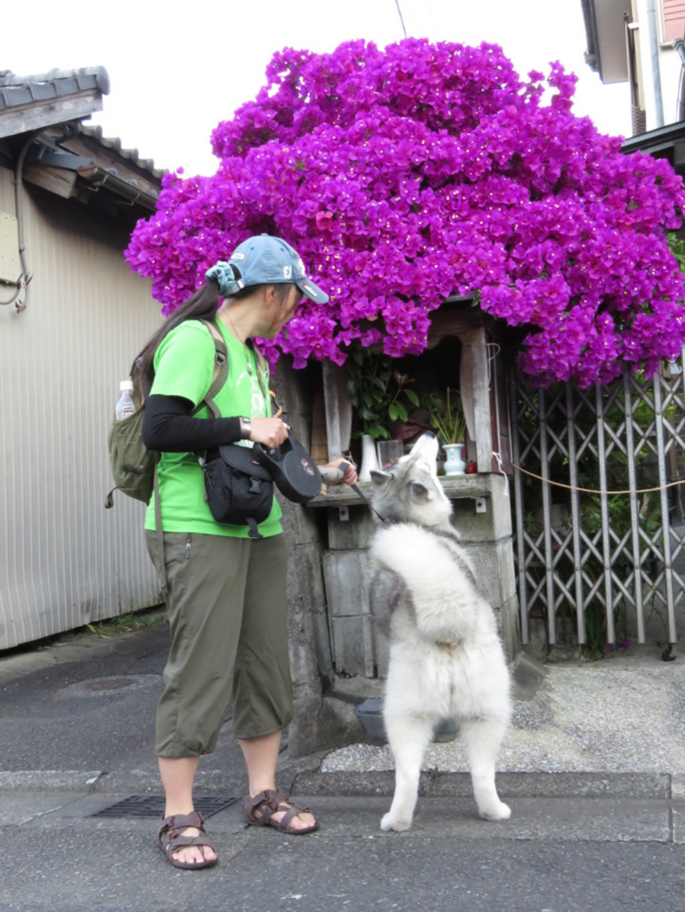 朝焼猫柴 (^o^)_c0049299_2322864.jpg