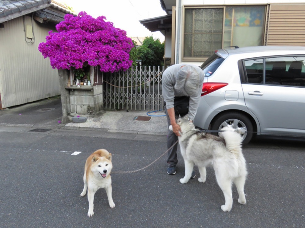 朝焼猫柴 (^o^)_c0049299_2335240.jpg