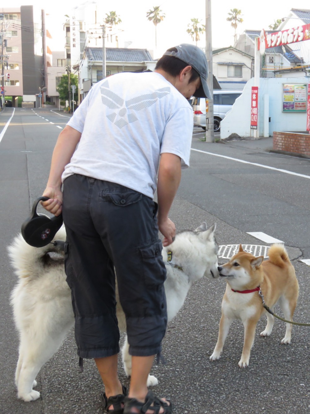 朝焼猫柴 (^o^)_c0049299_2363534.jpg
