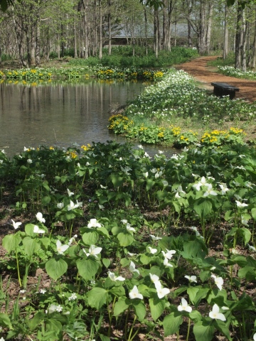 スノードロップを見に北海道へ･･･････その５_b0331802_09161131.jpg