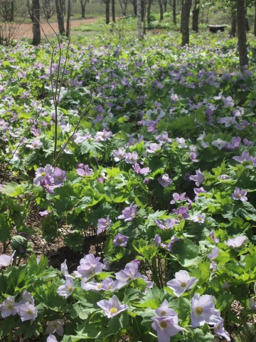 スノードロップを見に北海道へ･･･････その５_b0331802_09162075.jpg