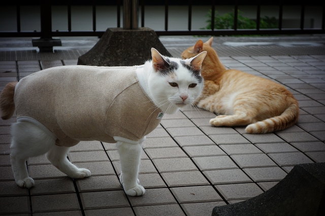 じぇじぇじぇ今日は晴れ！（ボブちゃんの闘病日誌）_b0147203_842270.jpg