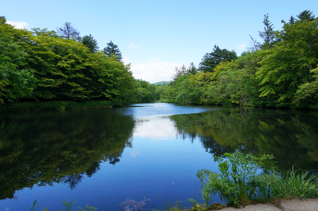 観光スポット№1 雲場池のまぶしい新緑!_e0136511_1731193.jpg
