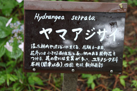 山アジサイ満開 植物園_e0048413_23224516.jpg