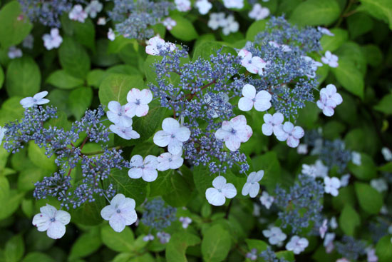 山アジサイ満開 植物園_e0048413_23232447.jpg