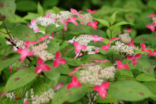 山アジサイ満開 植物園_e0048413_23235510.jpg