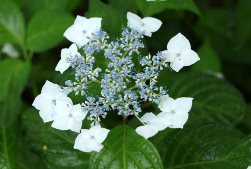 山アジサイ満開 植物園_e0048413_23242051.jpg