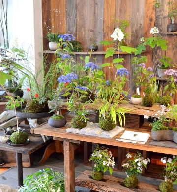苔玉教室のご案内_d0263815_16501116.jpg