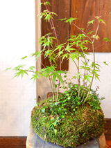 苔玉教室のご案内_d0263815_167649.jpg