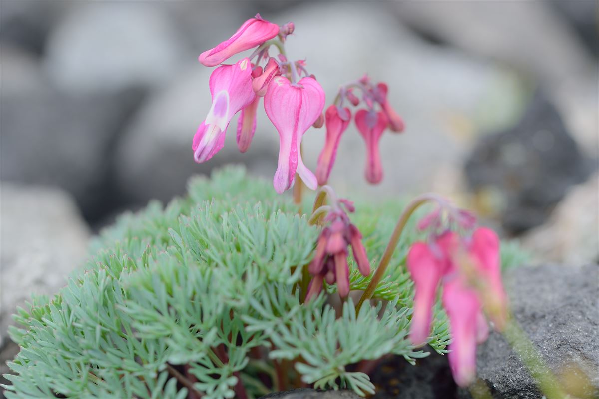 樽前山　～花見と鳥見～　2015.6.10_a0145819_22572071.jpg