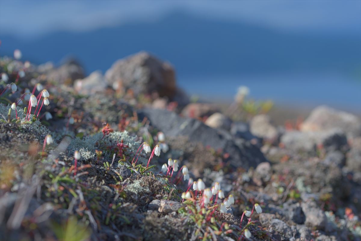 樽前山　～花見と鳥見～　2015.6.10_a0145819_2351856.jpg