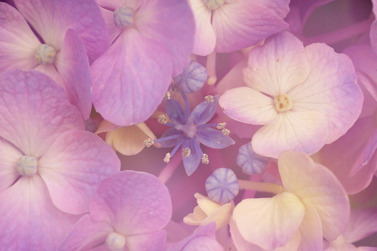 Hydrangea Dream_a0059621_23404400.jpg