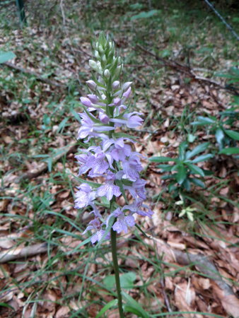 自然の芸術と思うことども_f0234936_5583817.jpg
