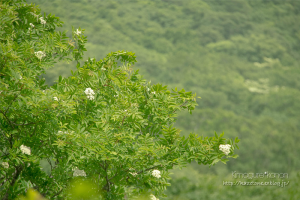 吾妻山は花々に彩られ③**雲のShow*time♪_b0197639_2322650.jpg