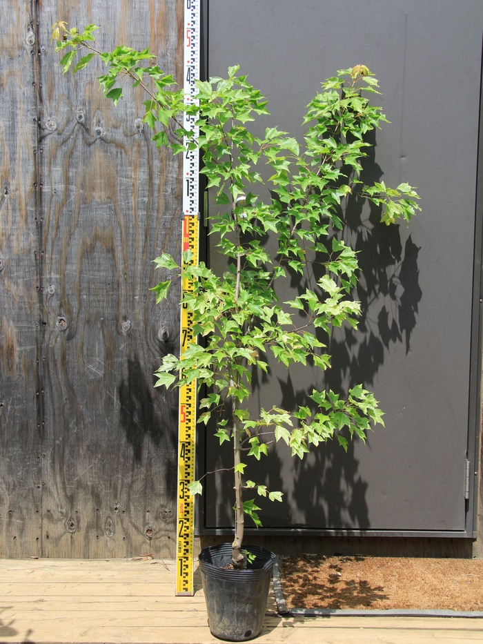 トウカエデ 花散里 メイプルレインボー 販売 値段 価格 画像 写真 庭木