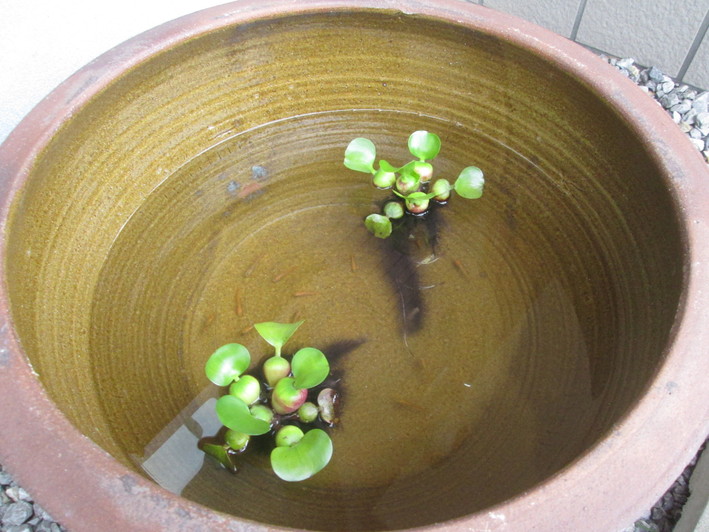 c0306845_112060.jpg