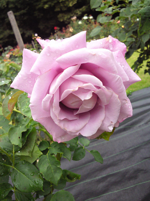 c0039153_173677.jpg
