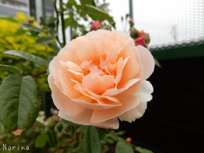 またまた勘違いのお花_e0326953_2017678.jpg