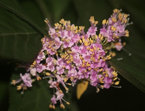 a0248459_18211932.jpg