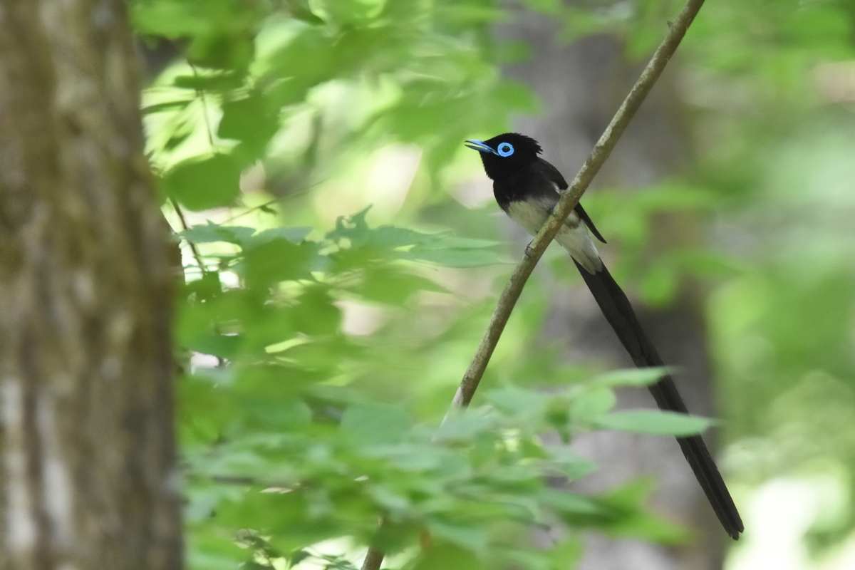 サンコウチョウ 青葉がきれい♪_f0053272_0524033.jpg