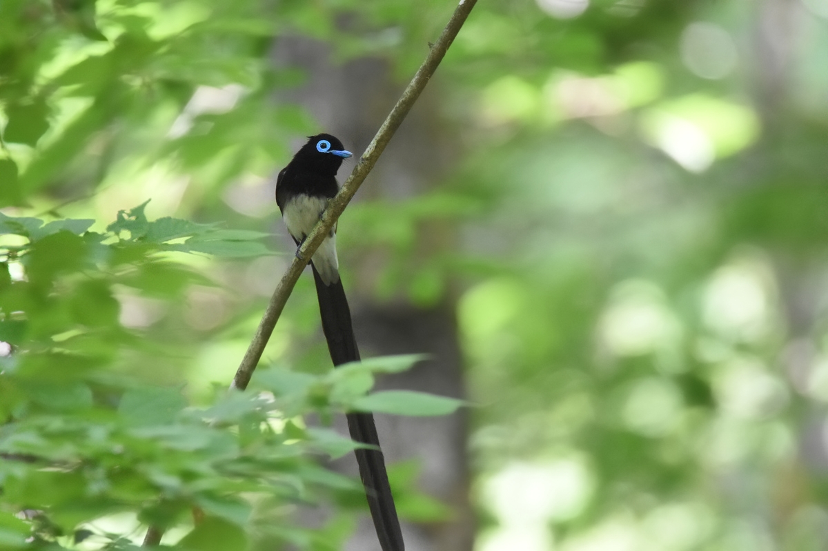 サンコウチョウ 青葉がきれい♪_f0053272_0555211.jpg