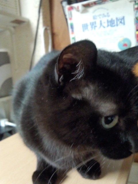 久々の猫の手触り_b0019674_2494793.jpg