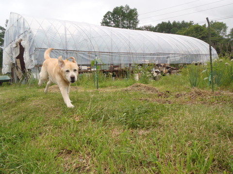 畑仕事は野良仕事_f0052277_0351057.jpg