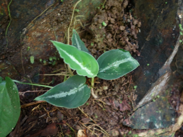 Aglaonema toricolor BGW from Sibolga【AZ0914-4a】New!_a0067578_13201196.jpg