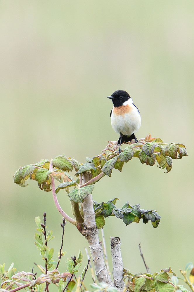 最北の野鳥たち　その２　最初の朝_a0035279_8564494.jpg