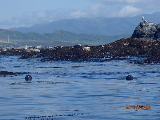 アザラシツアー報告