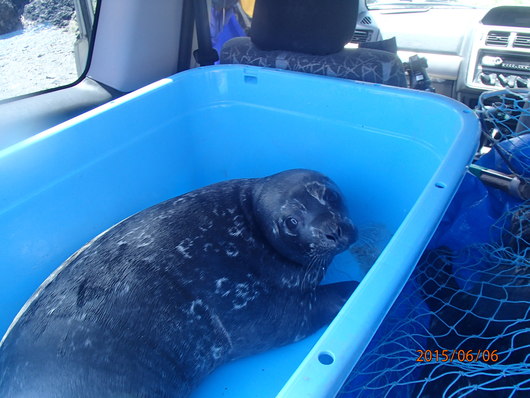 アザラシツアー報告_d0198793_4395760.jpg