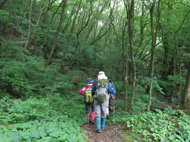 北大船ミヤマキリシマ登山会　2015.6.7（日）_a0166196_1257317.jpg