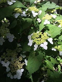 ワーズワースの庭　山アジサイが咲き始めました。_e0187897_12183917.jpg