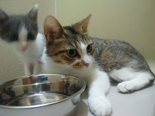 とても穏やかな猫さんです!(乙姫)_f0242002_10125945.jpg