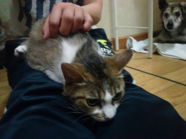とても穏やかな猫さんです!(乙姫)_f0242002_10133368.jpg