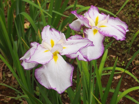 小田原城東堀 あじさい・花菖蒲まつり(2015.06.11)_e0245404_225724100.jpg