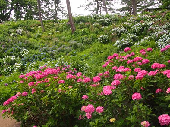 小田原城東堀 あじさい・花菖蒲まつり(2015.06.11)_e0245404_22585948.jpg