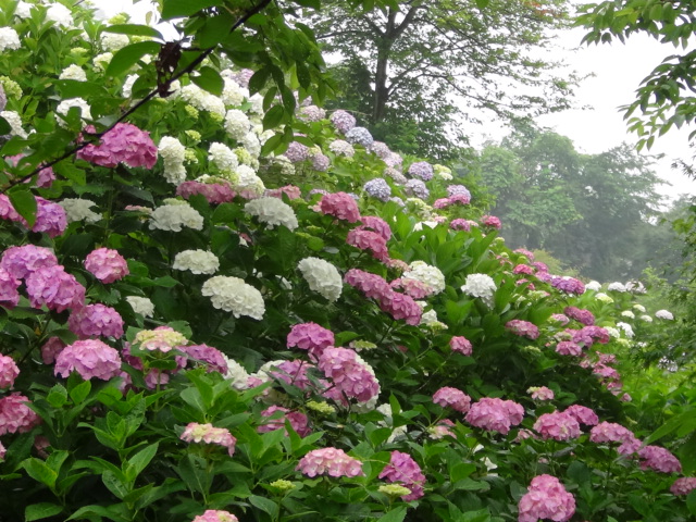 新居浜市山田町あじさいロードの紫陽花 15 6 11 徳ちゃん便り