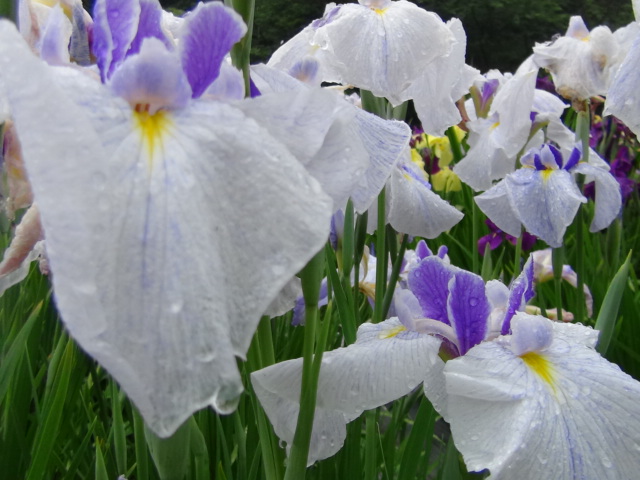 新居浜市の 池田池の花菖蒲…2015/6/11_f0231709_214838.jpg