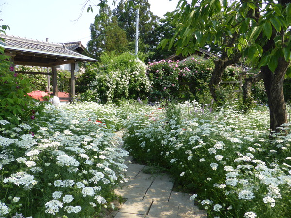 二宮家バラ園と日本庭園 新潟県聖籠町 2015 幸せなひとときに感謝 二宮家バラ園と日本庭園 新潟県聖籠町 2015 幸せなひとときに感謝