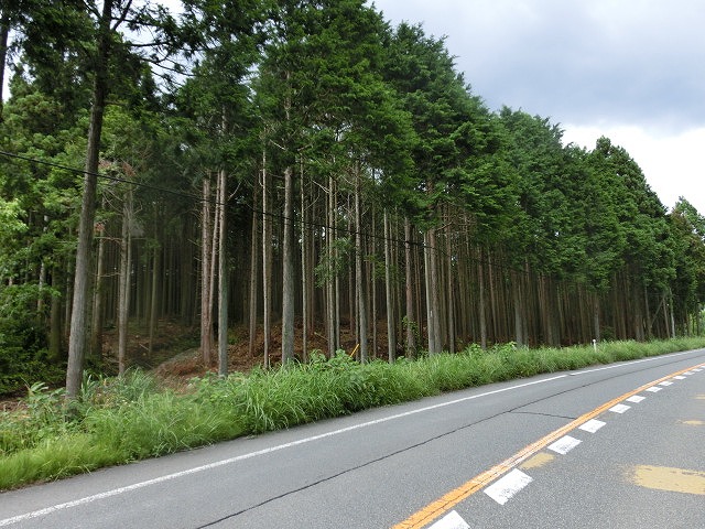 美しい道路景観が楽しめるようになりつつあります　「富士山世界文化遺産森林景観整備事業」_f0141310_727395.jpg