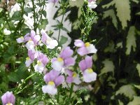 c0133422_117826.jpg