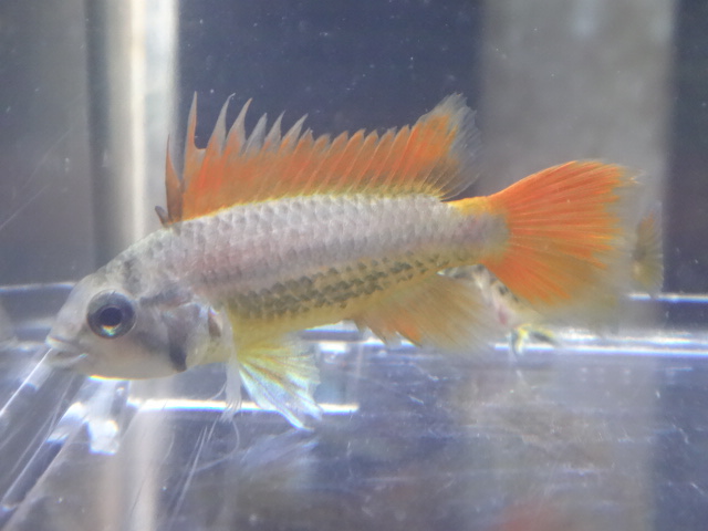 150611　熱帯魚・金魚・淡水魚・侘び草・水草_f0189122_1254492.jpg