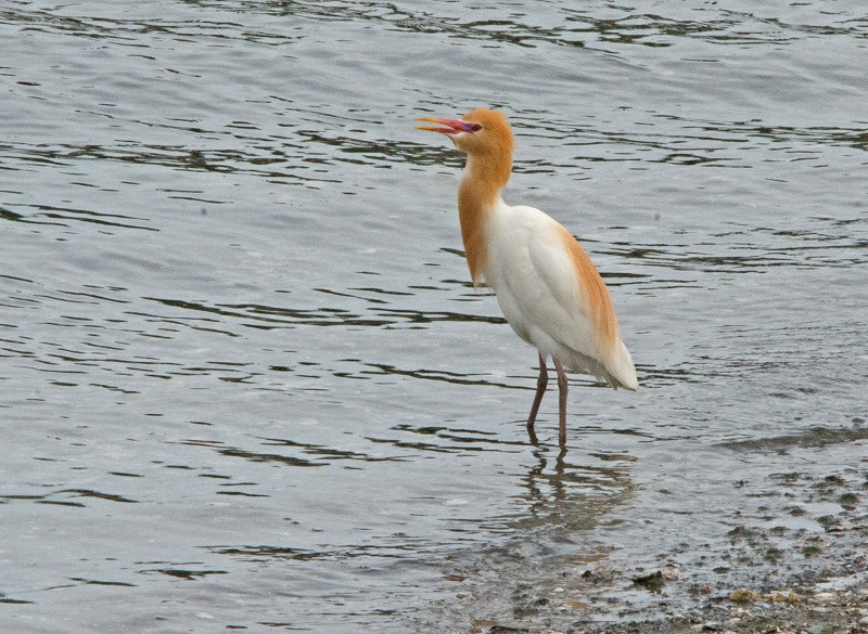 e0331427_140075.jpg