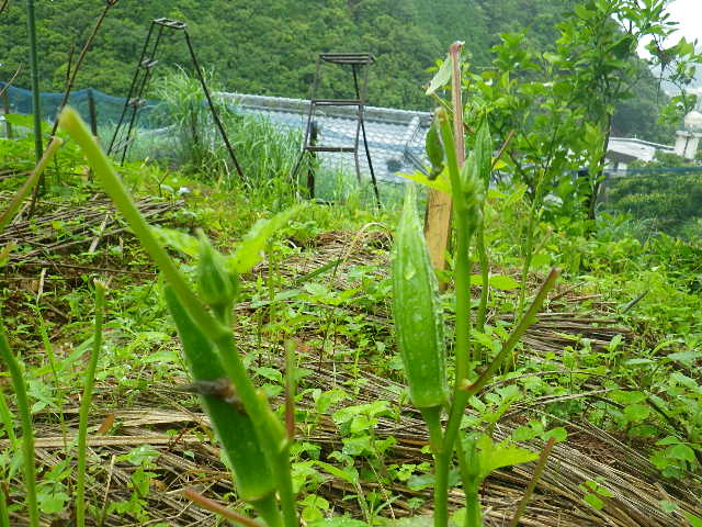 c0183137_21595461.jpg